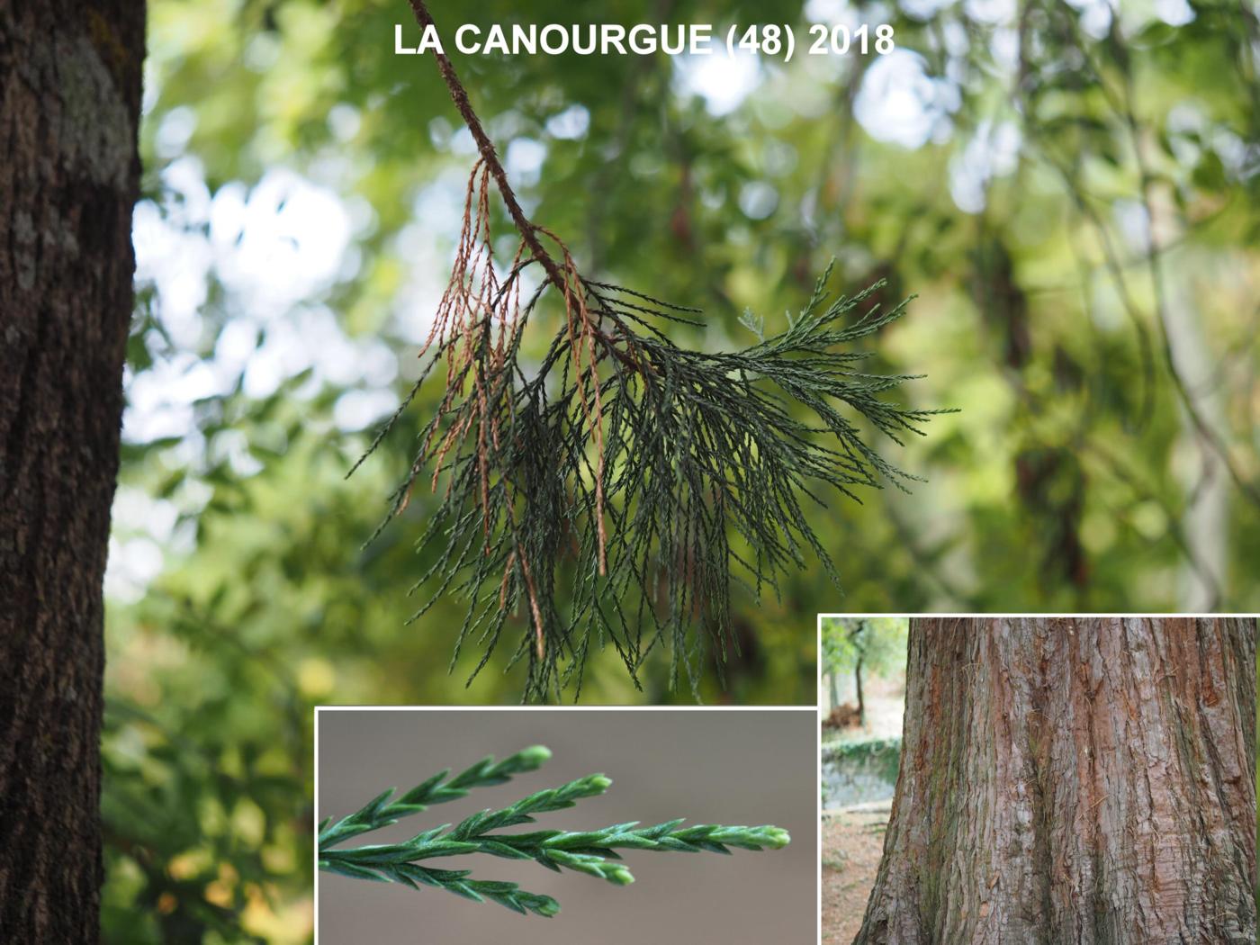 Wellingtonia; Redwood, Giant leaf